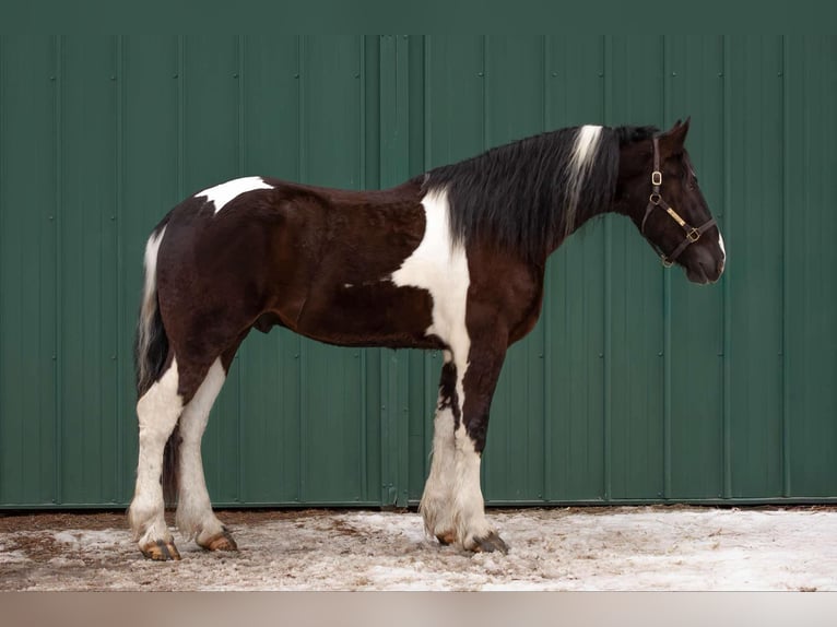 Frisone / Frisone Occidentale Castrone 5 Anni 170 cm Tobiano-tutti i colori in Warsaw NY