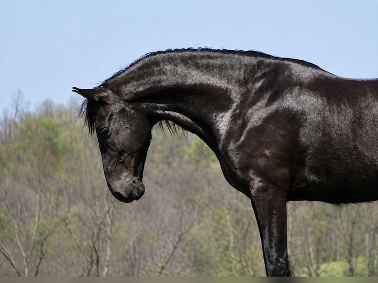 Frisone / Frisone Occidentale Mix Castrone 5 Anni 173 cm Morello in Fresno