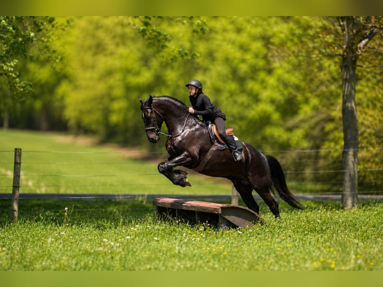 Frisone / Frisone Occidentale Mix Castrone 5 Anni 173 cm Morello in Fresno