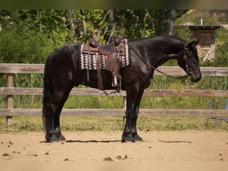 Frisone / Frisone Occidentale Mix Castrone 5 Anni Morello in Fresno