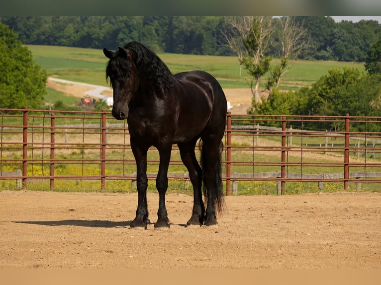 Frisone / Frisone Occidentale Mix Castrone 5 Anni Morello in Fresno