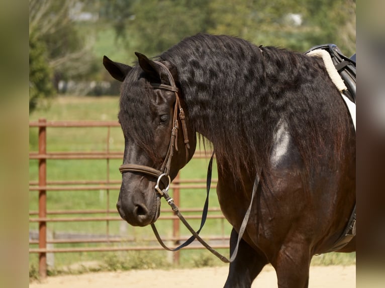 Frisone / Frisone Occidentale Mix Castrone 5 Anni Morello in Fresno