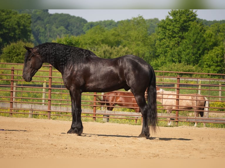 Frisone / Frisone Occidentale Mix Castrone 5 Anni Morello in Fresno