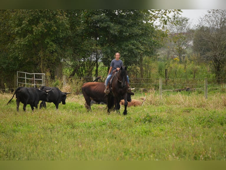 Frisone / Frisone Occidentale Mix Castrone 5 Anni Morello in Fresno