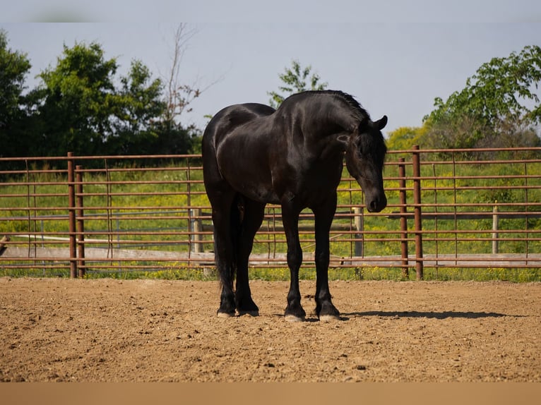 Frisone / Frisone Occidentale Mix Castrone 5 Anni Morello in Fresno