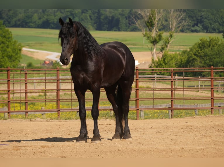 Frisone / Frisone Occidentale Mix Castrone 5 Anni Morello in Fresno