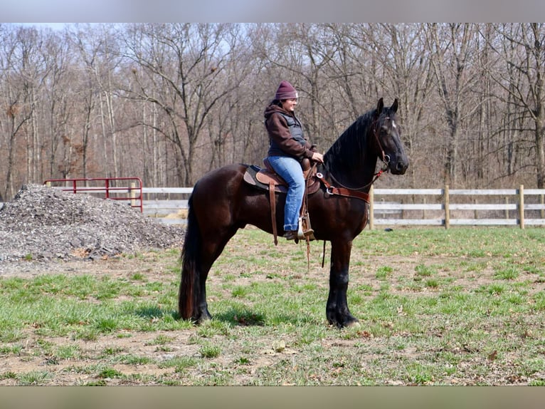 Frisone / Frisone Occidentale Castrone 5 Anni Morello in Howell, MI