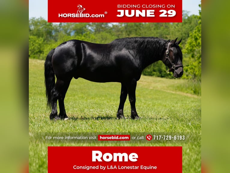 Frisone / Frisone Occidentale Mix Castrone 5 Anni Morello in Needmore
