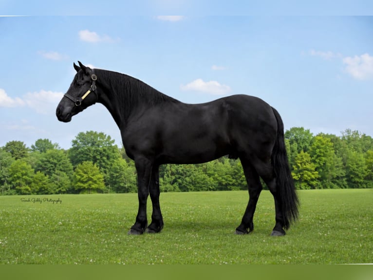 Frisone / Frisone Occidentale Castrone 5 Anni Morello in Oelwein