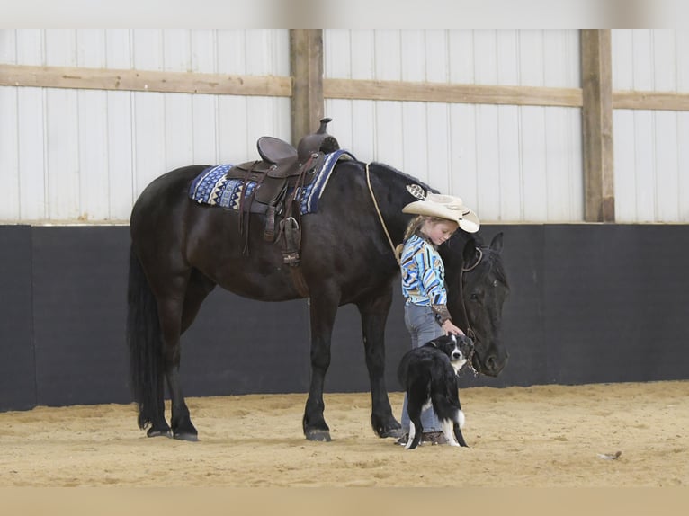Frisone / Frisone Occidentale Castrone 5 Anni Morello in Oelwein