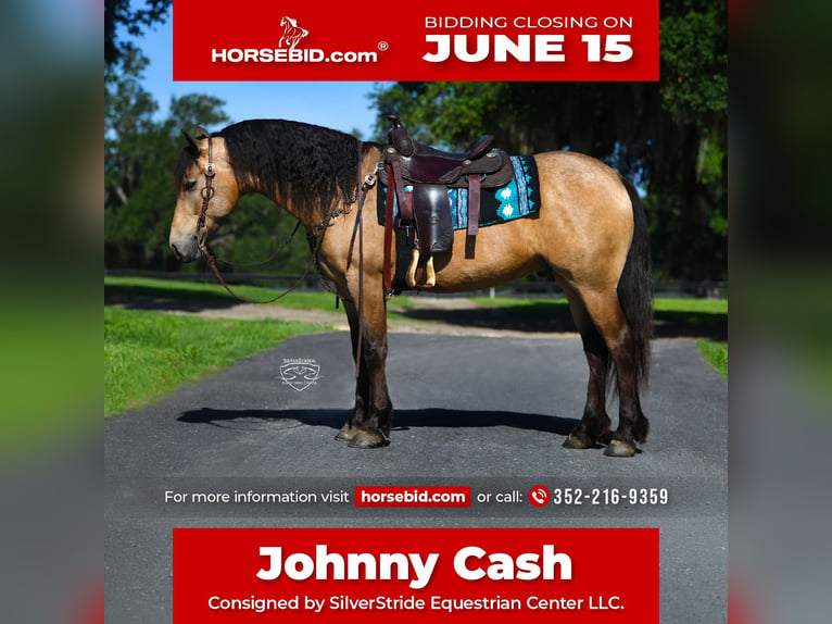 Frisone / Frisone Occidentale Mix Castrone 5 Anni Pelle di daino in Ocala