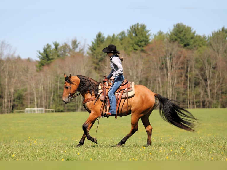 Frisone / Frisone Occidentale Mix Castrone 5 Anni Pelle di daino in Clarion, PA