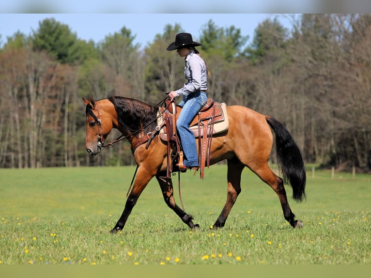Frisone / Frisone Occidentale Mix Castrone 5 Anni Pelle di daino in Clarion, PA