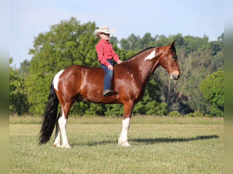 Frisone / Frisone Occidentale Mix Castrone 5 Anni Pezzato in Mount Vernon