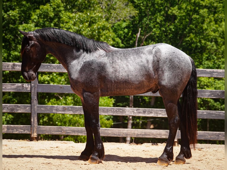 Frisone / Frisone Occidentale Mix Castrone 5 Anni Roano blu in Clover, SC
