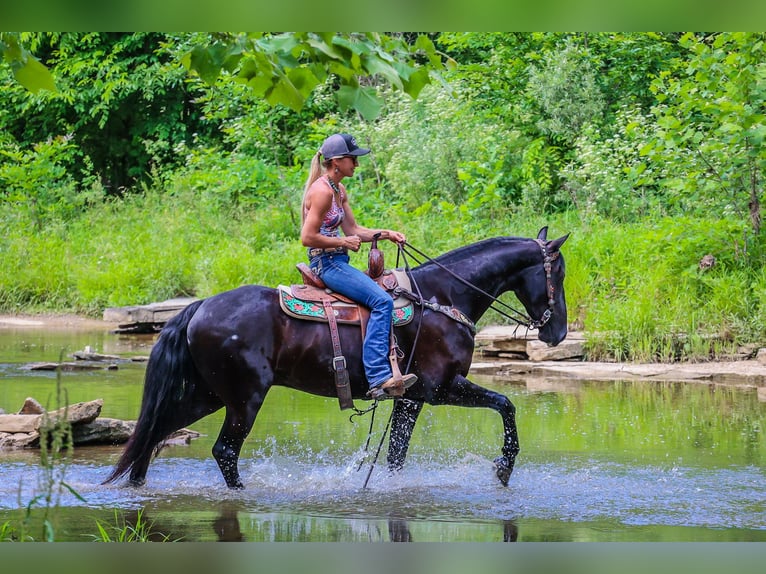 Frisone / Frisone Occidentale Castrone 6 Anni 152 cm Morello in Flemingsburg KY
