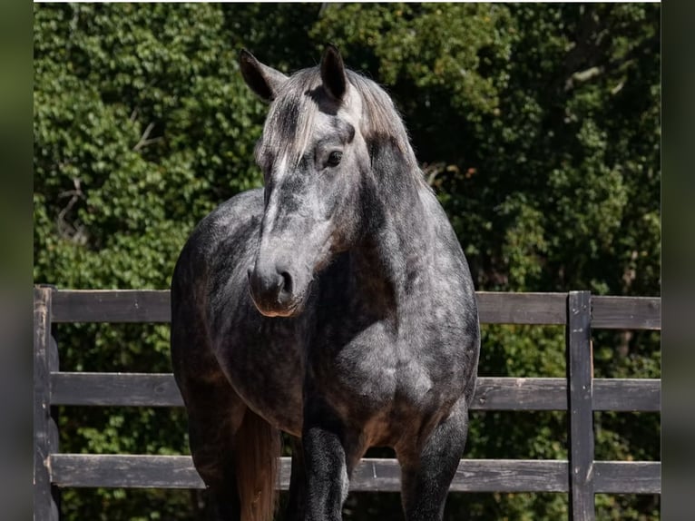 Frisone / Frisone Occidentale Mix Castrone 6 Anni 157 cm Grigio in Clover