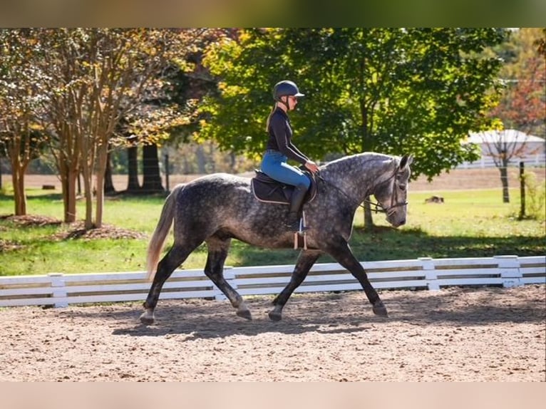 Frisone / Frisone Occidentale Mix Castrone 6 Anni 157 cm Grigio in Clover