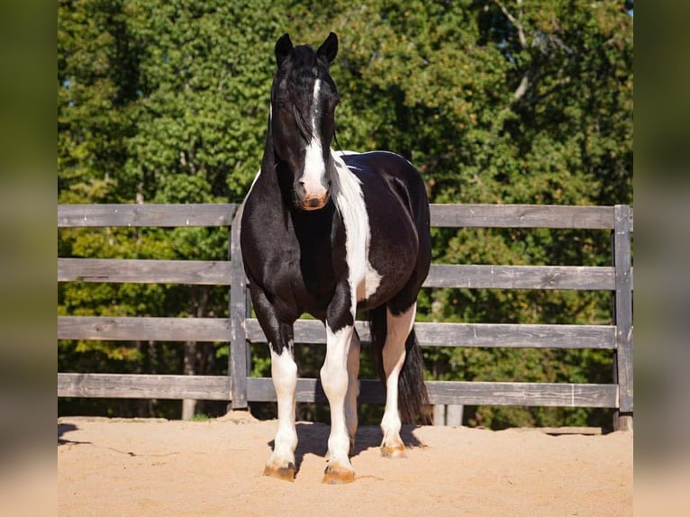 Frisone / Frisone Occidentale Mix Castrone 6 Anni 157 cm Pezzato in Clover