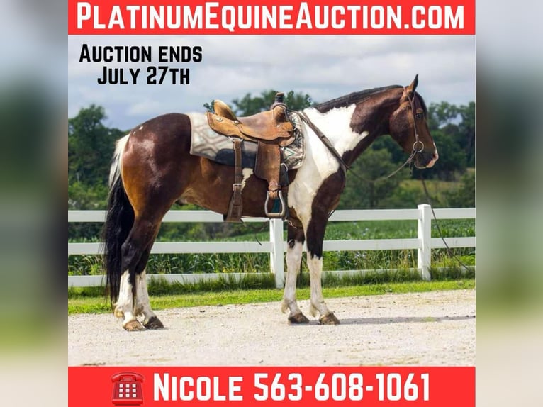 Frisone / Frisone Occidentale Castrone 6 Anni 157 cm Tobiano-tutti i colori in Bloomfield IA