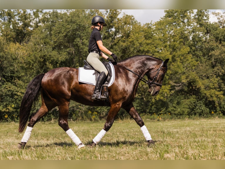 Frisone / Frisone Occidentale Mix Castrone 6 Anni 160 cm Baio ciliegia in Ames