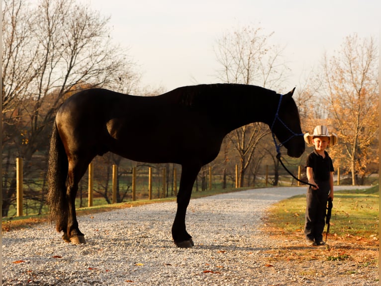 Frisone / Frisone Occidentale Castrone 6 Anni 160 cm Morello in Sugarcreek Frisone / Frisone Occidentale Castrone 6 Anni 160 cm Morello in Sugarcreek
