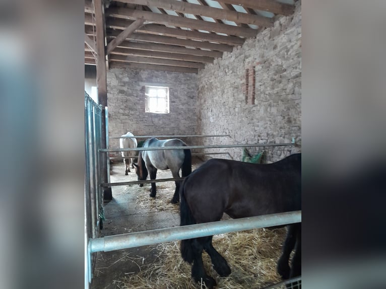 Frisone / Frisone Occidentale Mix Castrone 6 Anni 162 cm Morello in Derental