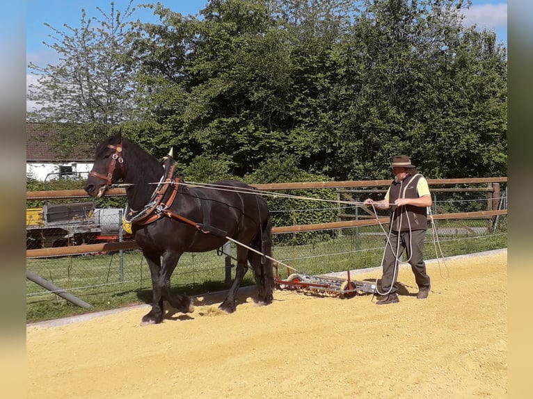 Frisone / Frisone Occidentale Mix Castrone 6 Anni 162 cm Morello in Derental