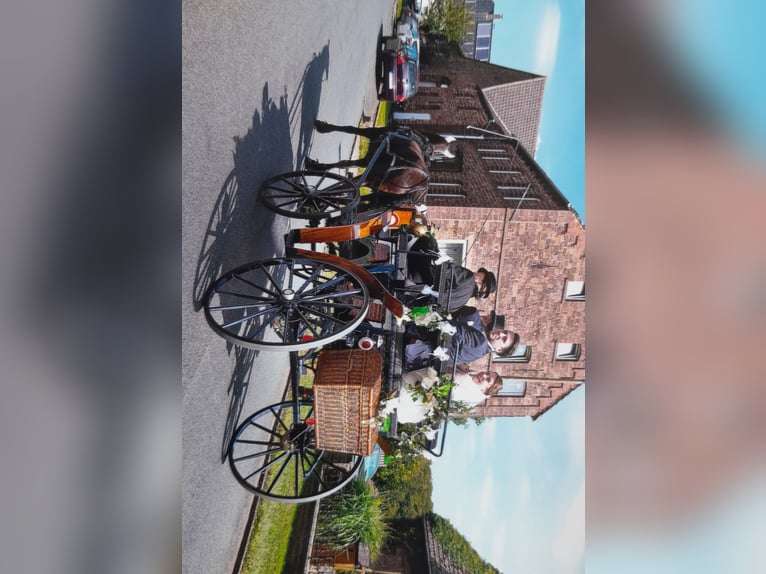 Frisone / Frisone Occidentale Mix Castrone 6 Anni 162 cm Morello in Derental