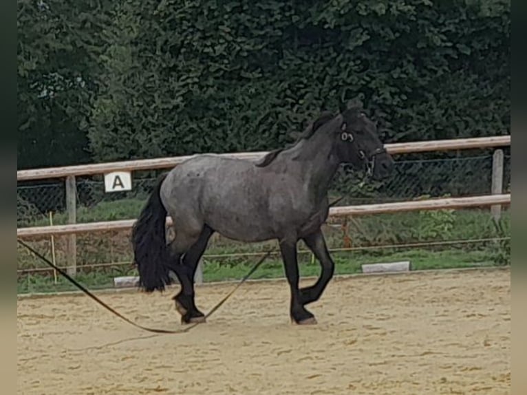 Frisone / Frisone Occidentale Mix Castrone 6 Anni 162 cm Morello in Derental