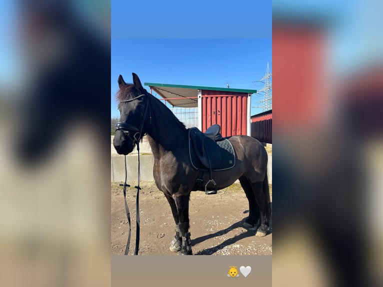 Frisone / Frisone Occidentale Castrone 6 Anni 162 cm Morello in Bergheim
