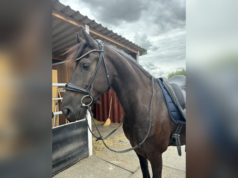 Frisone / Frisone Occidentale Castrone 6 Anni 162 cm Morello in Bergheim