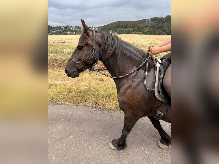 Frisone / Frisone Occidentale Castrone 6 Anni 162 cm Morello in Marburg