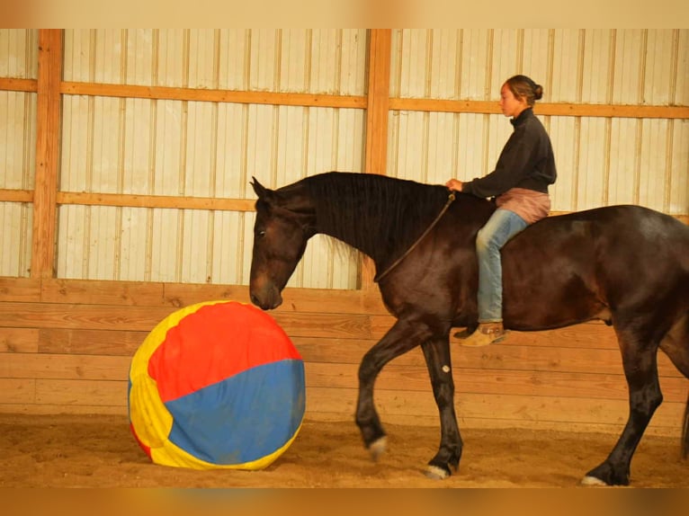 Frisone / Frisone Occidentale Castrone 6 Anni 163 cm Baio ciliegia in Fresno