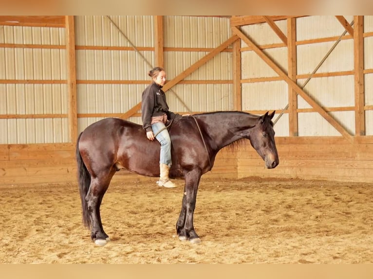 Frisone / Frisone Occidentale Castrone 6 Anni 163 cm Baio ciliegia in Fresno