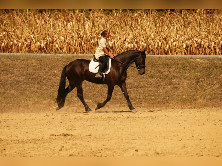 Frisone / Frisone Occidentale Castrone 6 Anni 163 cm Baio ciliegia in Fresno