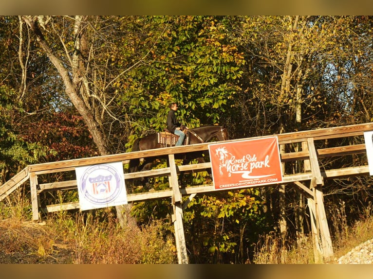 Frisone / Frisone Occidentale Mix Castrone 6 Anni 163 cm Baio ciliegia in Baltic