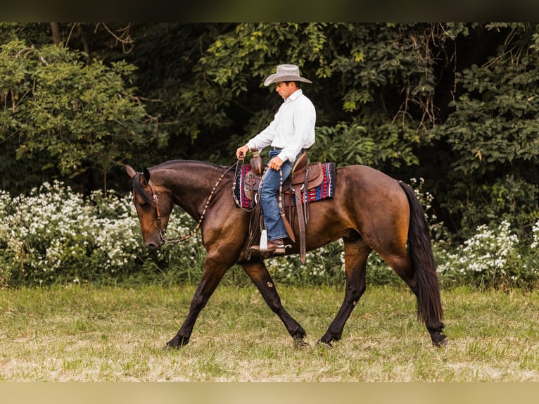Frisone / Frisone Occidentale Mix Castrone 6 Anni 163 cm Baio ciliegia in Ames
