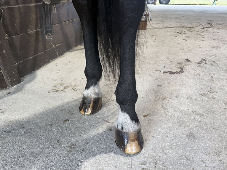 Frisone / Frisone Occidentale Mix Castrone 6 Anni 163 cm Morello in Ocala, FL