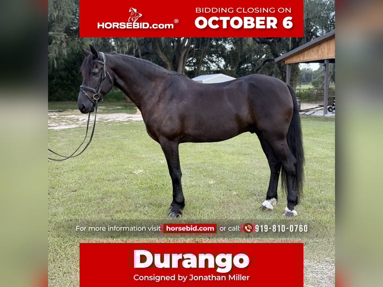 Frisone / Frisone Occidentale Mix Castrone 6 Anni 163 cm Morello in Ocala, FL