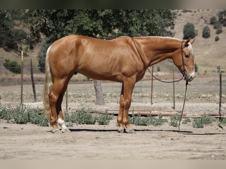 Frisone / Frisone Occidentale Castrone 6 Anni 163 cm Palomino in Paicines CA