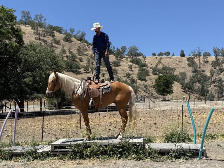 Frisone / Frisone Occidentale Castrone 6 Anni 163 cm Palomino in Paicines CA