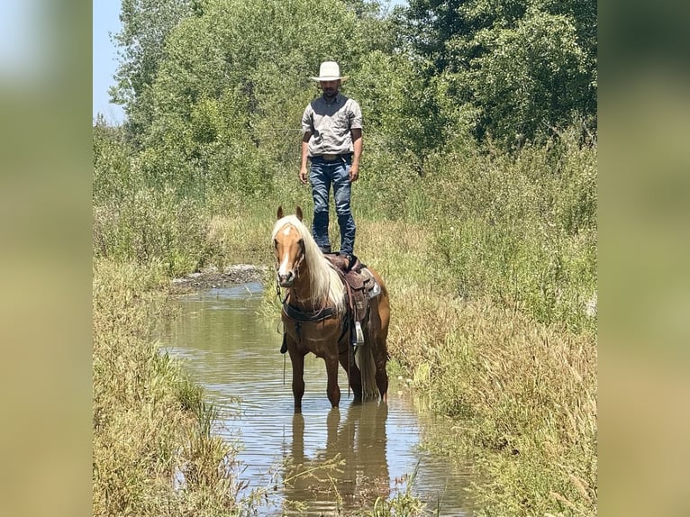 Frisone / Frisone Occidentale Castrone 6 Anni 163 cm Palomino in Paicines CA