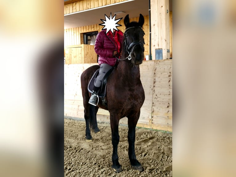Frisone / Frisone Occidentale Castrone 6 Anni 164 cm Morello in Langenfeld