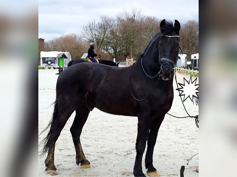Frisone / Frisone Occidentale Castrone 6 Anni 164 cm Morello in Langenfeld