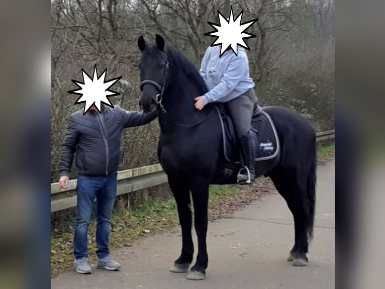 Frisone / Frisone Occidentale Castrone 6 Anni 164 cm Morello in Langenfeld