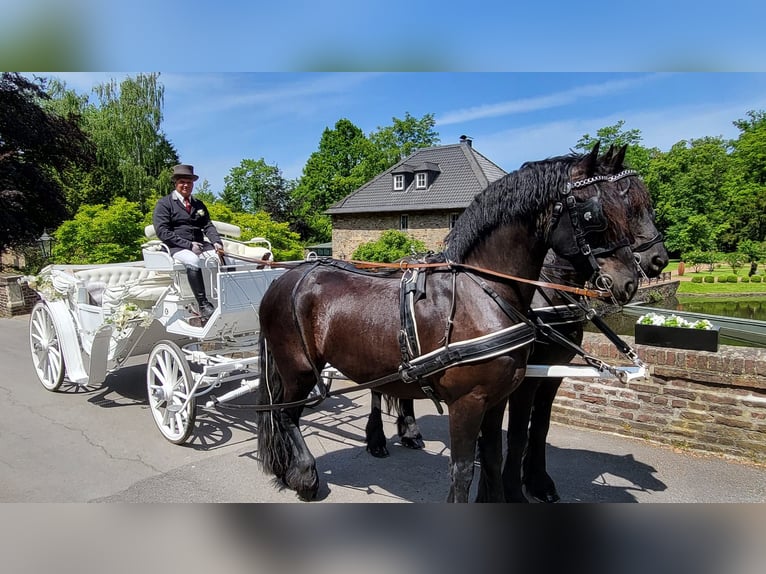 Frisone / Frisone Occidentale Castrone 6 Anni 164 cm Morello in Langenfeld