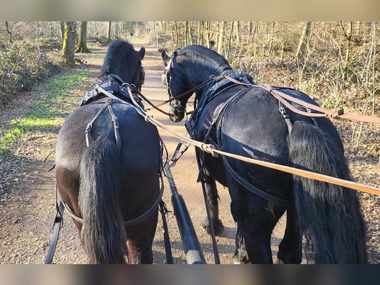 Frisone / Frisone Occidentale Castrone 6 Anni 164 cm Morello in Langenfeld