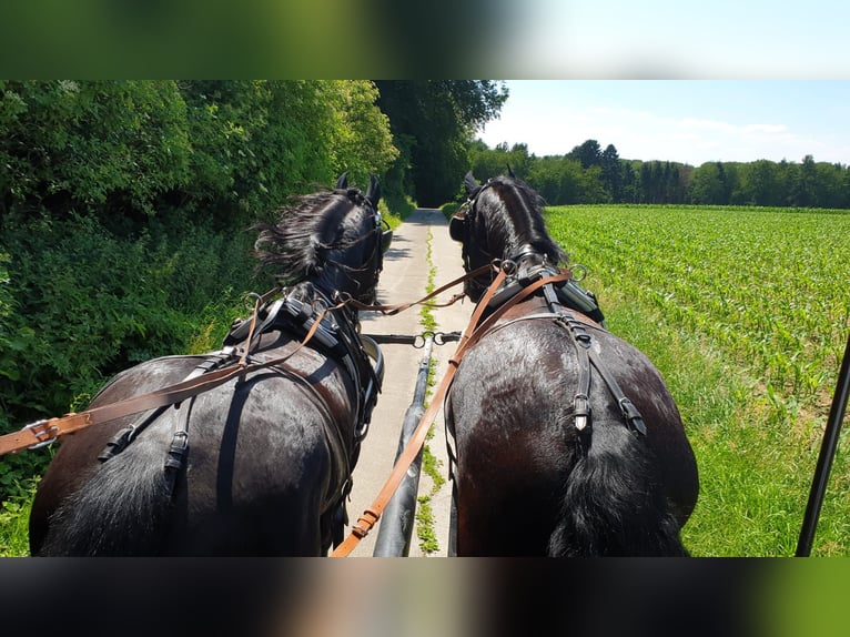 Frisone / Frisone Occidentale Castrone 6 Anni 164 cm Morello in Langenfeld