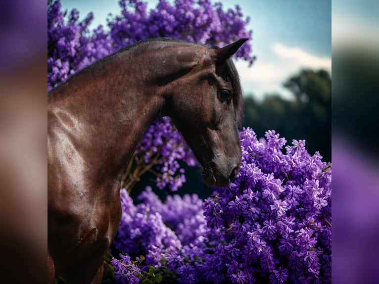 Frisone / Frisone Occidentale Mix Castrone 6 Anni 165 cm Morello in Howell, MI